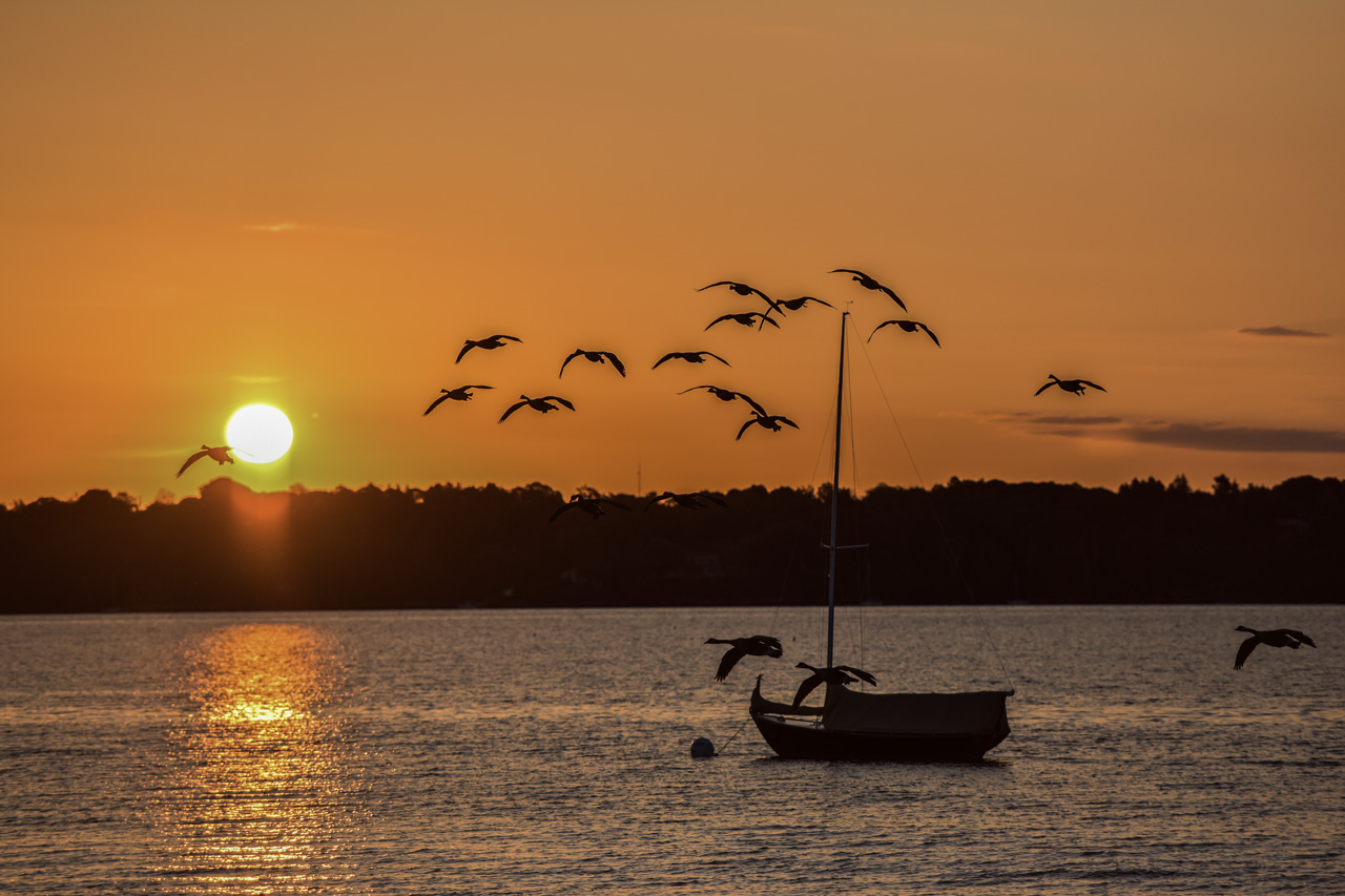 (Photo-Bill-Muldoon)-bird-orange-sunset