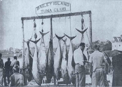 A great day's catch for the contestants in a week long tournament, held at Mackerel Cove, Bailey Island. circa 1940's